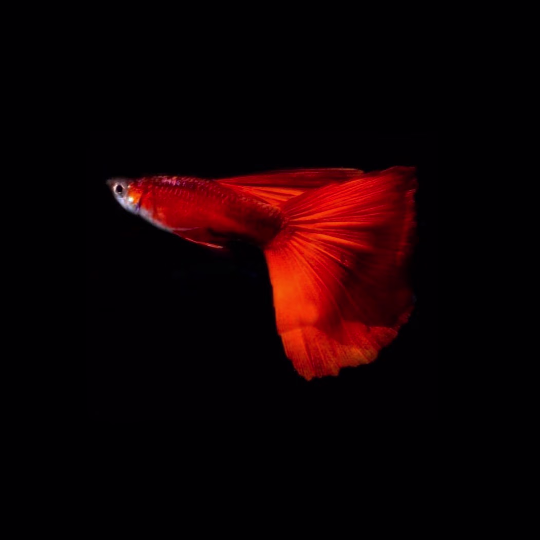 Red Crimson Guppy